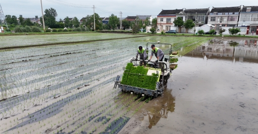 水稻自动覆膜插秧技术实现绿色增效